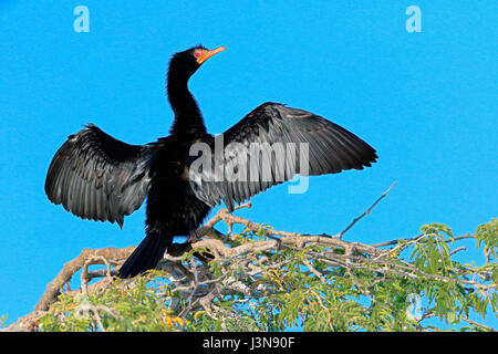 Riedscharbe, Microcarbo africanus, Botswana, Afrika Foto Stock