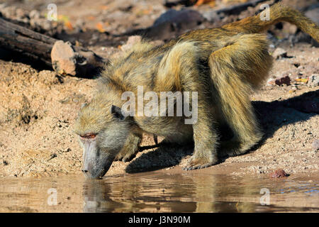 Baerenpavian, Papio ursinus, Kasane Botswana, fiume Chobe, fiume Chobe National Park, Afrika Foto Stock