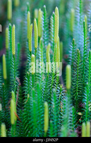 Sprossender Baerlapp, Lycopodium annotinum, Wurzacher Ried, Bad Wurzach, Baden-Wuerttemberg, Deutschland Foto Stock