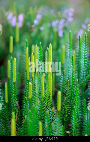 Sprossender Baerlapp, Lycopodium annotinum, Wurzacher Ried, Bad Wurzach, Baden-Wuerttemberg, Deutschland Foto Stock