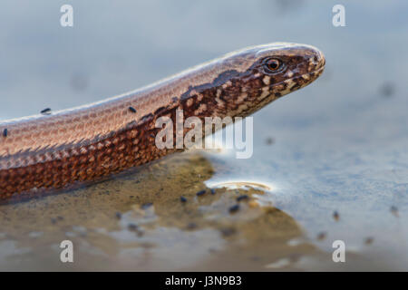 Blindschleiche, Niedersachsen, Deutschland, Anguis fragilis, Foto Stock