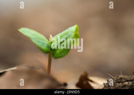 Buchenkeimling, Buchecker, Ruegen, Meclenburgo-Pomerania Occidentale, Deutschland, Fagus sylvatica, Foto Stock