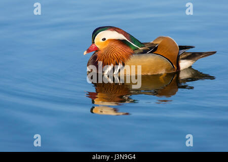 Mandarinente, Erpel, Aix galericulata, Foto Stock