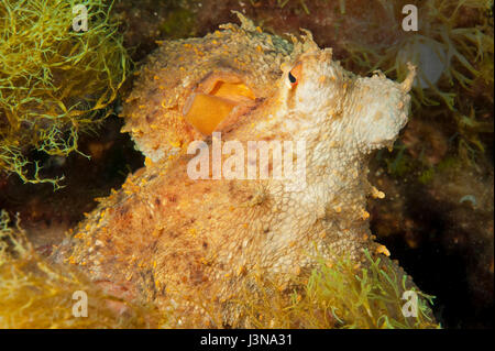 Polpo, mediterraneo, l'Isola d'Elba, Toscana, Italia, Europa, Mediterraneo, Octopus vulgaris, Foto Stock