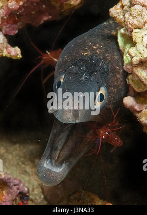 Murena e gamberetti pulitori, Mittelmeer-Putzergarnele, Elba Toscana, Italia, Europa, Mediterraneo, Murena helena,, Lysmata seticaudata, Foto Stock