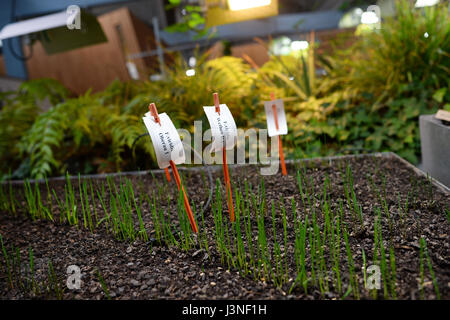 Berlino, Germania. 03 Maggio, 2017. Wild piantine di fragola visto nella Diaspora nel giardino W. Michael Blumenthal Academy del Museo Ebraico di Berlino, Germania, 03 maggio 2017. Essa serve come uno spazio di scambio, di riflessione e di apprendimento. Foto: Jens Kalaene/dpa-Zentralbild/ZB/dpa/Alamy Live News Foto Stock