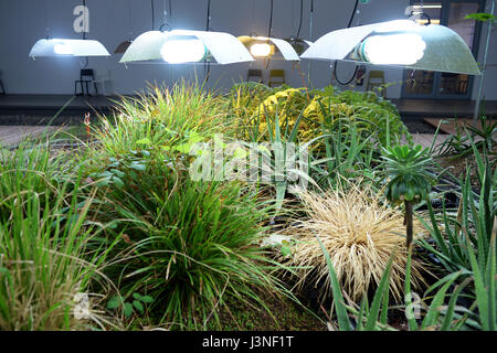 Berlino, Germania. 03 Maggio, 2017. La diaspora nel giardino W. Michael Blumenthal Academy del Museo Ebraico di Berlino, Germania, 03 maggio 2017. Essa serve come uno spazio di scambio, di riflessione e di apprendimento. Foto: Jens Kalaene/dpa-Zentralbild/ZB/dpa/Alamy Live News Foto Stock