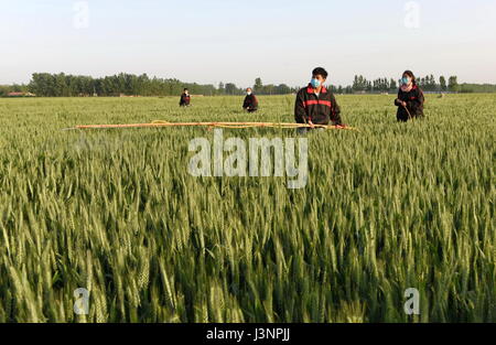 Shijiazhuang cinese nella provincia di Hebei. Il 7 maggio, 2017. Gli abitanti di un villaggio di spray antiparassitario per terreni coltivati in Linxi County, a nord della Cina di nella provincia di Hebei, 7 maggio 2017. Credito: Yang Shiyao/Xinhua/Alamy Live News Foto Stock