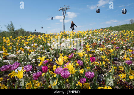 Berlino, Germania. Il 7 maggio, 2017. Un campo di fiori durante il Gerden International Exhibition (IGA) di Berlino, Germania, 7 maggio 2017. Foto: Jörg Carstensen/dpa/Alamy Live News Foto Stock