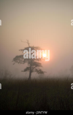 Sunrise, Dudhwa National Park, India Foto Stock