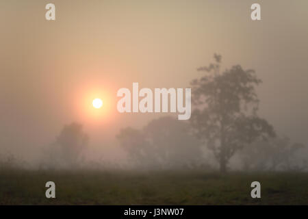 Sunrise, Dudhwa National Park, India Foto Stock