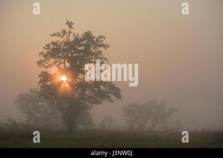 Sunrise, Dudhwa National Park, India Foto Stock