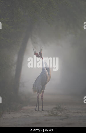 Sunrise, Dudhwa National Park, India Foto Stock