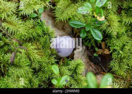 Cortinarius tendente al violaceo fra muschi di Hylocomium splendens Foto Stock