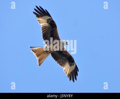 Red Kites nello Yorkshire -Rosso aquiloni sono stati rilasciati sul Harewood estate in 1999 come parte di un Regno Unito iniziativa di conservazione. Foto Stock