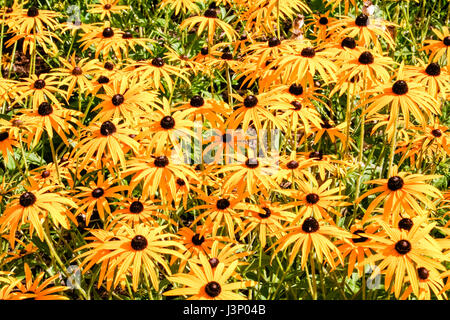 Un tappeto di colore giallo (coneflowers Rudbeckia fulgida) in fiore in un giardino di Londra Foto Stock