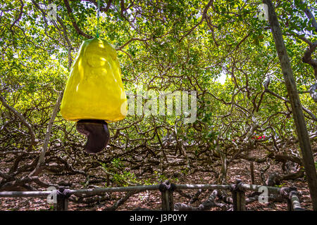 Più grande del mondo di anacardi Tree - Pirangi, Rio Grande do Norte, Brasile Foto Stock