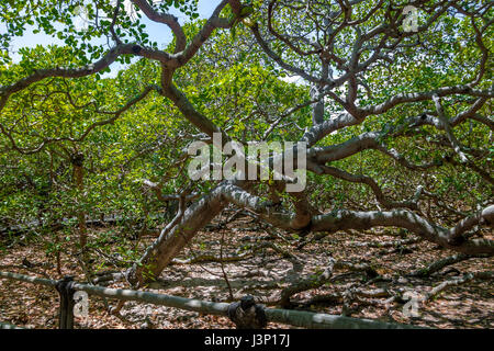 Più grande del mondo di anacardi Tree - Pirangi, Rio Grande do Norte, Brasile Foto Stock