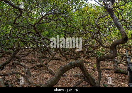 Più grande del mondo di anacardi Tree - Pirangi, Rio Grande do Norte, Brasile Foto Stock