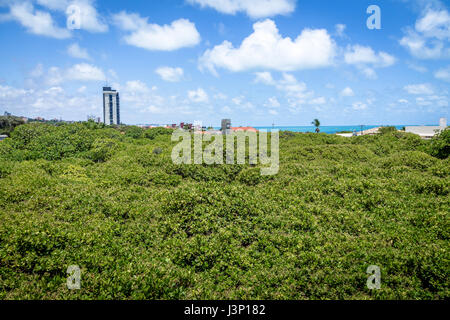 Più grande del mondo di anacardi Tree - Pirangi, Rio Grande do Norte, Brasile Foto Stock