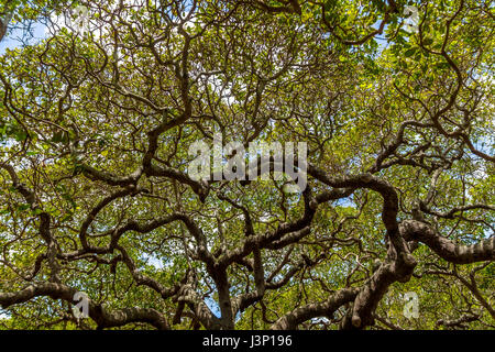 Più grande del mondo di anacardi Tree - Pirangi, Rio Grande do Norte, Brasile Foto Stock