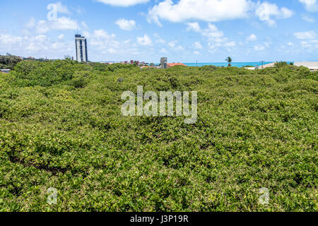 Più grande del mondo di anacardi Tree - Pirangi, Rio Grande do Norte, Brasile Foto Stock