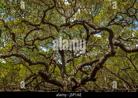 Più grande del mondo di anacardi Tree - Pirangi, Rio Grande do Norte, Brasile Foto Stock