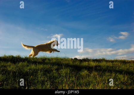 Il golden retriever cane che corre lungo il bordo di un prato Foto Stock