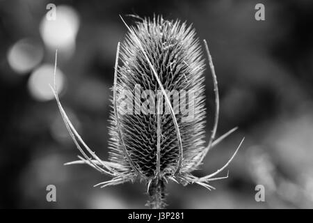 Fiori Selvatici in Toronto anfratti. Spinosa e interessante Teasel gualchiere, essiccato e semi, probabilmente da uccelli. Foto Stock