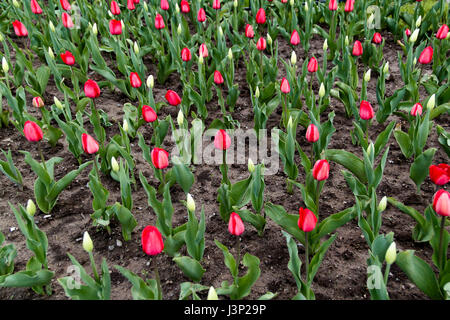 A field of tulips growing in Niagara, Ontario Canada. Foto Stock
