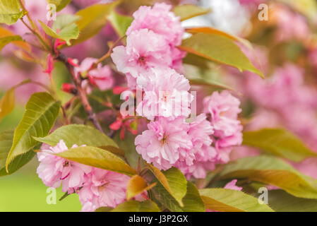 Sakura fioritura in giardino. Abloom rosa ciliegia giapponese (Sakura) sbocciare nella soleggiata giornata di primavera con un bellissimo bokeh di fondo Foto Stock