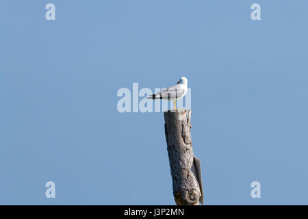 Gull permanente sulla palizzata da "Delta del Po' laguna. Natura italiana. Birdwatching Foto Stock