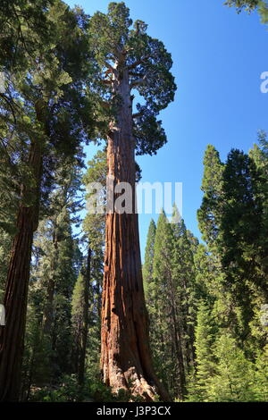 La struttura tellest, generale concedere alla nazione di sequoia forest Foto Stock