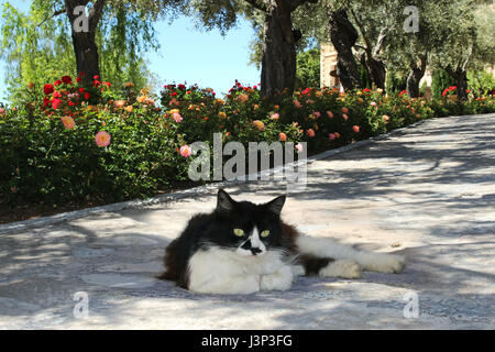 Il gatto domestico, tuxedo in bianco e nero, longhaired mix, giacente su un vialetto di fronte la fioritura delle rose Foto Stock