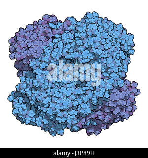 Globulo rosso umano catalasi. Protegge la cella da danni da specie di ossigeno reattivo (ROS). Atomi mostrato come sfere. Omo-tetramero, 2 catene blu ombreggiato Foto Stock