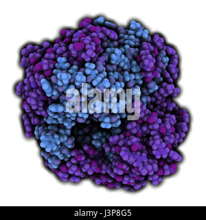 Gamma-glutamiltranspeptidasi 1 (GGT 1, gamma-GT, gamma glutamil transferasi enzima). Usato come marcatore diagnostico di malattie del fegato. Atomi mostrato come colore Foto Stock