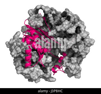 Gamma-glutamiltranspeptidasi 1 (GGT 1, gamma-GT, gamma glutamil transferasi enzima). Usato come marcatore diagnostico di malattie del fegato. La catena pesante: Cartoon Foto Stock