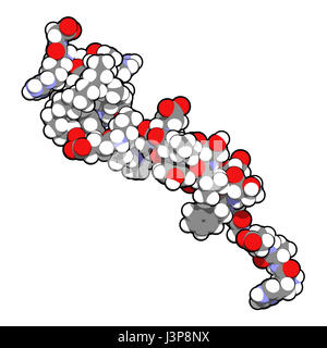 Peptide Liraglutide molecola di farmaco. Agonista del glucagone-peptide-1 simile a recettore utilizzato nel trattamento di diabete e obesità. Atomi mostrato come colore-cod Foto Stock