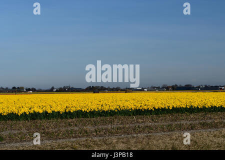 Giallo daffodil campi Foto Stock