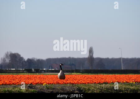 Goose sul campo di rosso campo di tulipani Foto Stock