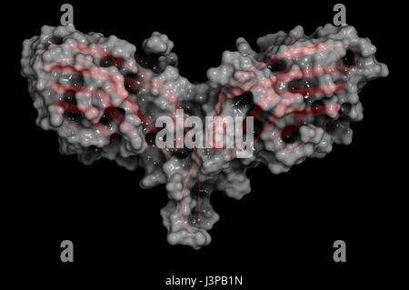 Il CTLA-4 (linfociti T citotossici-associated protein 4, CD152) proteina. Il CTLA4 bloccando gli anticorpi sono usati nella terapia del cancro (immune checkpoint blocco Foto Stock