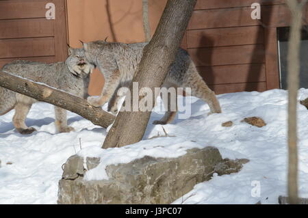 Due lynx giocando Foto Stock