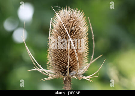 Gualchiere teasel. Questi seme essiccato capi di Stato e di governo erano una volta ampiamente utilizzato come pettini in lavorazione dei tessili. Foto Stock