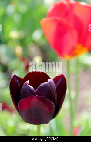 Uno nero tulipani. foto Foto Stock