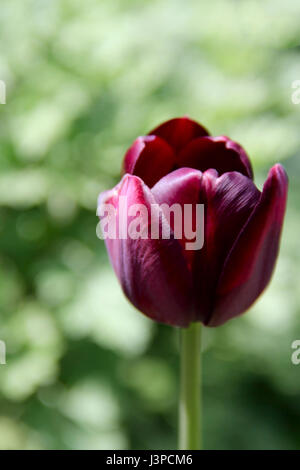 Uno nero tulipani. foto Foto Stock