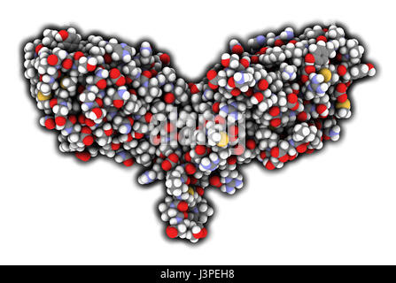 Il CTLA-4 (linfociti T citotossici-associated protein 4, CD152) proteina. Il CTLA4 bloccando gli anticorpi sono usati nella terapia del cancro (immune checkpoint blocco Foto Stock