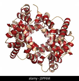 L'emoglobina (umana, Hb) molecola di proteina. Ferro-ossigeno contenente proteina di trasporto che si trova nelle cellule rosse del sangue. Rappresentazione dei cartoni animati. Struttura secondaria Foto Stock