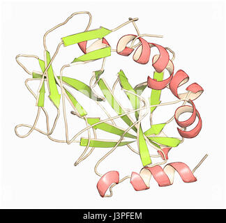 La trombina sangue-enzima di coagulazione umano alfa-trombina molecola è una proteina chiave alla cascata di coagulazione del sangue. Converte il fibrinogeno solubile in inso Foto Stock