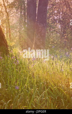 Blue Camas fiori in prato boschivo con soft raggi del sole e di effetto vintage Foto Stock