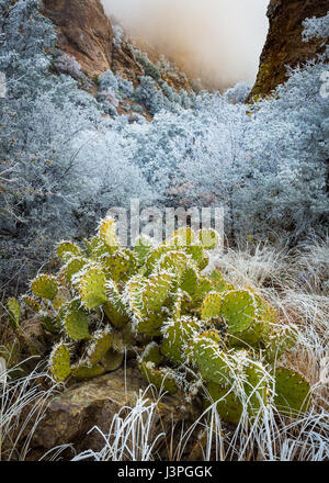 Parco nazionale di Big Bend nello stato americano del Texas ha importanza nazionale come la più grande area protetta del deserto del Chihuahuan topografia e ecologia Foto Stock